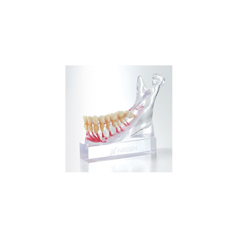 Mandibular Nervemodel